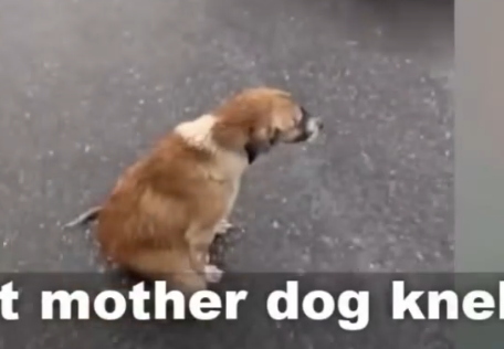 Part2 Animals Rescue #dogrescue #rescuedog #dogsofttiktok #foryoupage #foryou #dogs