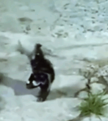 Part2 Animals Rescue #dogrescue #rescuedog #dogsofttiktok #foryoupage #foryou #dogs