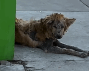 Part2 Animals Rescue #dogrescue #rescuedog #dogsofttiktok #foryoupage #foryou #dogs