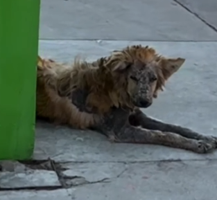 Part2 Animals Rescue #dogrescue #rescuedog #dogsofttiktok #foryoupage #foryou #dogs