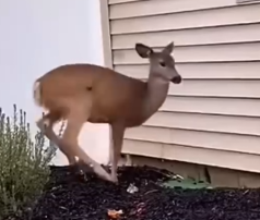 Left broken, this animal cannot hold on_part2