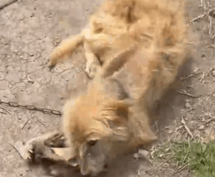 Part2 Animals Rescue #dogrescue #rescuedog #dogsofttiktok #foryoupage #foryou #dogs