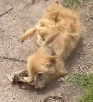 Part2 Animals Rescue #dogrescue #rescuedog #dogsofttiktok #foryoupage #foryou #dogs