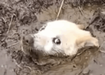 Man Rescues Dog From Swamp — The Ending Will Amaze You_part2