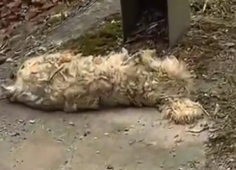 I found a stray dog lying motionless by the side of the road.I gave it a brief check_part2