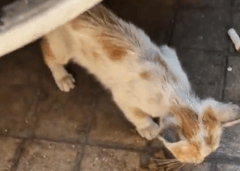 The Cat distribution system is working overtime😭 #fyp #cat #kitten #foryou #catsoftiktok_part2