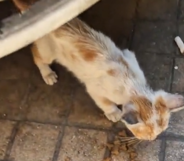 The Cat distribution system is working overtime😭 #fyp #cat #kitten #foryou #catsoftiktok_part2