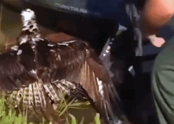 Rescue a poor bald eagle and then #rescue #animals #fyp #baldeagle #eag_part2