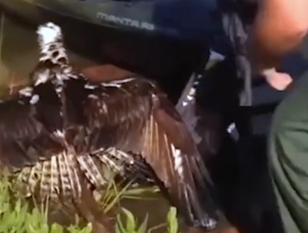 Rescue a poor bald eagle and then #rescue #animals #fyp #baldeagle #eag_part2