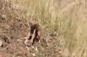 Part2.Animals Rescue #dogrescue #rescuedog #dogsofttiktok #foryoupage #foryou #dogs