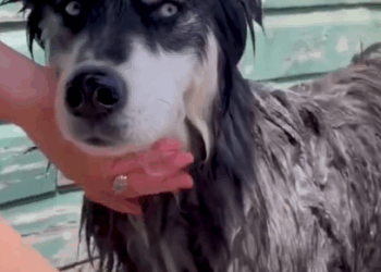 Rescue Husky Sees Snow For First Time_part2