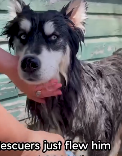 Rescue Husky Sees Snow For First Time_part2
