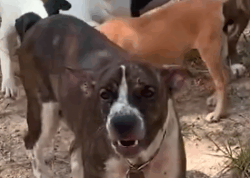 Mama Dog Who Wouldn’t Let Anyone Near Babies Finally Gets Rescued_part2