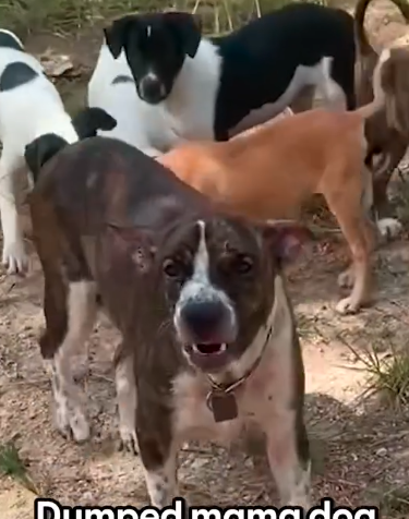 Mama Dog Who Wouldn’t Let Anyone Near Babies Finally Gets Rescued_part2