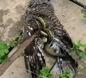 Rescue Owl #animals #Foryou #Friendship #Us #capcutforus #capcut #capcutpioneer_part2