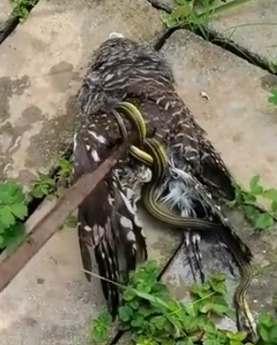 Rescue Owl #animals #Foryou #Friendship #Us #capcutforus #capcut #capcutpioneer_part2