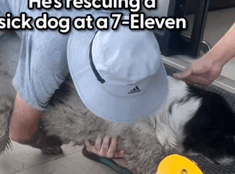 Guy Rescues A Sick Dog Outside Of 7-Eleven And Brings Him Back To Life_part2