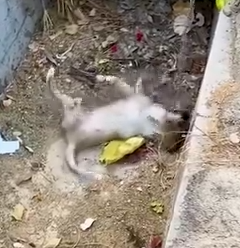 Part2 Animals Rescue #dogrescue #rescuedog #dogsofttiktok #foryoupage #foryou #dogs