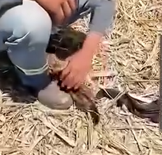 From Struggle to Strengt A Caracal’s Journey_part2