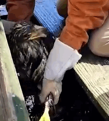 From Water To Sky Injured Eagle Rescued and Trained To Fly_part1