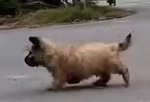 Crew Found A Lost Puppy On The Road_part2