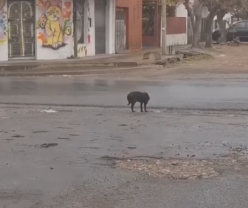 Part2 Animals Rescue #dogrescue #rescuedog #dogsofttiktok #foryoupage #foryou #dogs