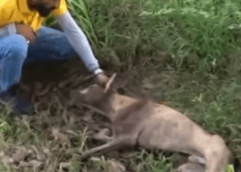 Rescue a week dog on the filed #rescuedog_part2