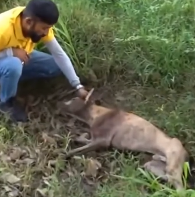 Rescue a week dog on the filed #rescuedog_part2