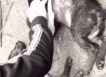 Rescue two’ puppies in the critical condition_part2