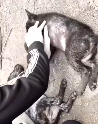 Rescue two’ puppies in the critical condition_part2