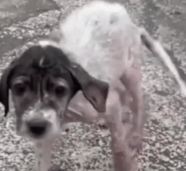 parte 505 rescue of a small dog abandoned in the middle of the street, thank goodness I passed that way_part2