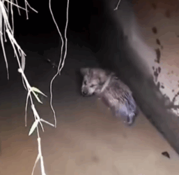 Rescue a puppy in the water pipe #dog #rescue_part2