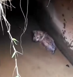 Rescue a puppy in the water pipe #dog #rescue_part2