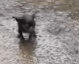 Part2 Animals Rescue #dogrescue #rescuedog #dogsofttiktok #foryoupage #foryou #dogs