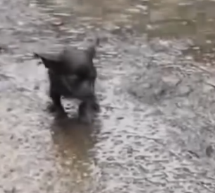 Part2 Animals Rescue #dogrescue #rescuedog #dogsofttiktok #foryoupage #foryou #dogs