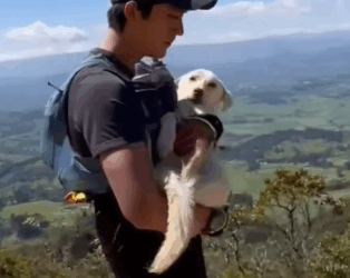 Part2 Animals Rescue #dogrescue #rescuedog #dogsofttiktok #foryoupage #foryou #dogs