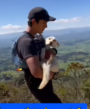 Part2 Animals Rescue #dogrescue #rescuedog #dogsofttiktok #foryoupage #foryou #dogs