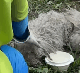 Part2 Animals Rescue #dogrescue #rescuedog #dogsofttiktok #foryoupage #foryou #dogs