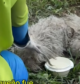 Part2 Animals Rescue #dogrescue #rescuedog #dogsofttiktok #foryoupage #foryou #dogs