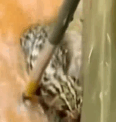 Left to rot in the streets, this animal still had hope_part2