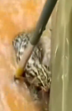 Left to rot in the streets, this animal still had hope_part2