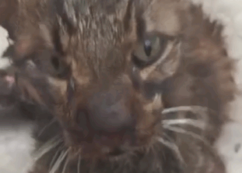 Part2 Animals Rescue #dogrescue #rescuedog #dogsofttiktok #foryoupage #foryou #dogs