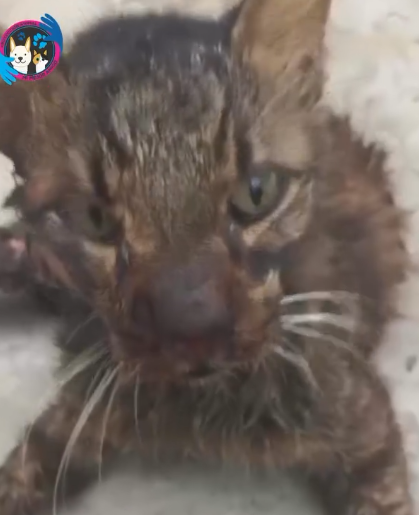 Part2 Animals Rescue #dogrescue #rescuedog #dogsofttiktok #foryoupage #foryou #dogs