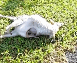 Motorcyclist found this by the side of the road_part2