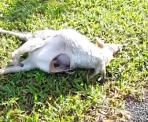 Motorcyclist found this by the side of the road_part2