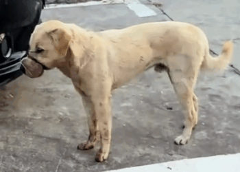 I found a stray dog with its mouth tightly bound by wire,and then_part2