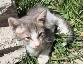 Unfortunately..not every rescue story is a happy one💔_part2