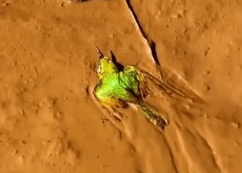 Rescue a poor bird and then #rescue #animals #fyp #bird #birds #birdsoftiktok_part2