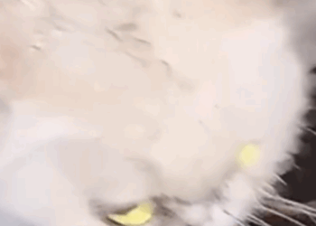 I Found a Cat Being Swarmed by Bees… Watch Her Miraculous Recovery 🐝🐱_part2