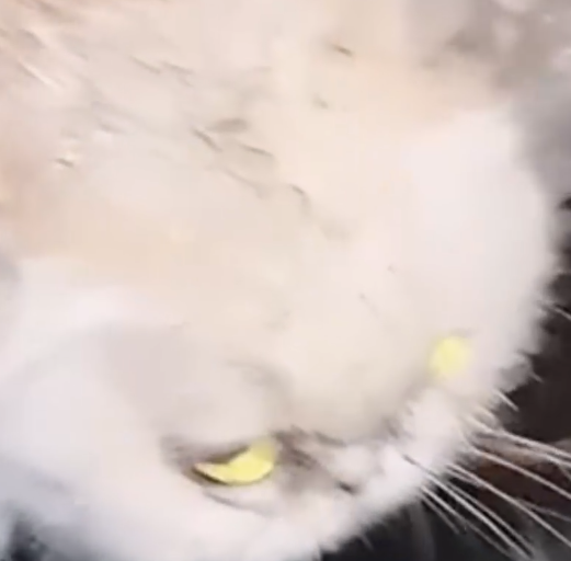 I Found a Cat Being Swarmed by Bees… Watch Her Miraculous Recovery 🐝🐱_part2